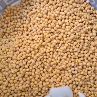 خمیر فلافل تازه|خوردنی و آشامیدنی|قم, الوندیه و گذر صادق|دیوار