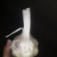 سیر|خوردنی و آشامیدنی|الشتر, |دیوار