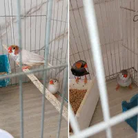پرنده مولد