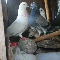یک جفت کفتر پرشی