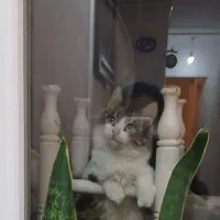 واگذاری گربه