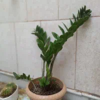 تخفیف ویژه روز مادر تا ۳۰ درصد|خدمات باغبانی و درختکاری|قم, چهل درخت‎|دیوار