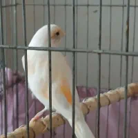 قناری وعروس هلندی ماده