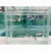 ماهی گوپی|ماهی|خمینی‌شهر, |دیوار