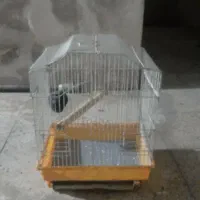 قفس