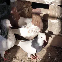 کبوتر رنگه