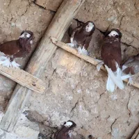 کبوتر شامپیون|پرنده|جرقویه, |دیوار