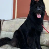 ژرمن شپهرد بلک ماده