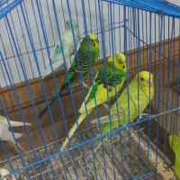 مرغ عشق و عروس هلندی