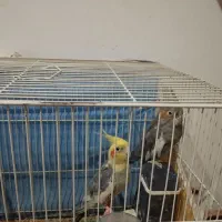 عروس هلندی معاوضه با کوتوله