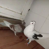 کفتر ابلغ و یه کت ماده