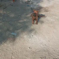 توله ماده|سگ|باقرشهر, |دیوار