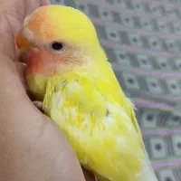 کوتوله صورت هلویی دستی