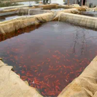 نیاز به کارگر آقا استخر ماهی