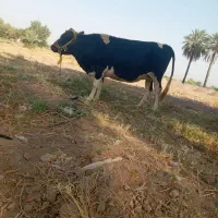 گاو‌داشتی‌جنس‌خوب‌آبستن