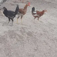 نیمچه