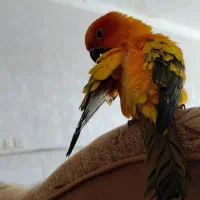 طوطی خورشیدی|پرنده|کرمان, |دیوار