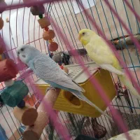 فروش پرندع ب صورت یکجا و جفتی همگی خانگی هستن