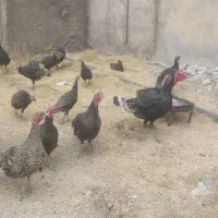 بوقلمو  محلی