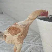 خروس لاری|حیوانات مزرعه|فراشبند, |دیوار