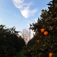 فروش پرتقال تامسون