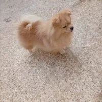 سگ پامر نر ۱ ساله آپارتمانی