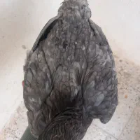 مرغ خروس لاری|حیوانات مزرعه|فامنین, |دیوار