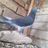 کبوتر مسافتی ونروی خالص