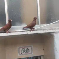 کفتر راعبی یا رواعب|پرنده|قم, قم نو|دیوار