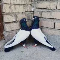سینه سیاه نوک سفید