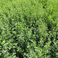 بذر یونجه|خدمات باغبانی و درختکاری|بوشهر, |دیوار