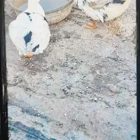 آرک نر ماده