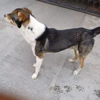 سگ گمشده|حیوانات|پرند, فاز ۵|دیوار