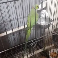 جفت ملنگو مولد  معاوضه با گرینچیک یا شاه طوطی|پرنده|ساری, |دیوار