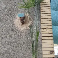 حراج نخل مرداب و کاغذی|گل و گیاه طبیعی|بم, |دیوار