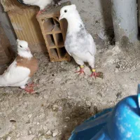 کفتر طوقی تخم دارن