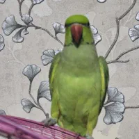 طوطی  ملنگو