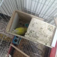 یک جف کوتوله برزیلی ب شرط مولد|پرنده|شهرکرد, |دیوار