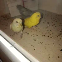 یک جفت مرغ عشق رنگین کمانی مولد