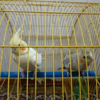 عروس هلندی نرو ماده