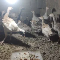 جوجه بوقلمون