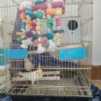 عروس هلندی با ۷ تا تخم عروس هلندی و مرغ عشق با قفس|پرنده|فیروزکوه, |دیوار