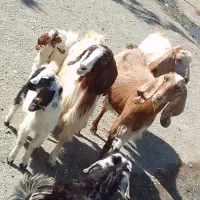 بز وبزغاله جوان قیمت مفت