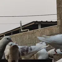 حراج کبوتر|پرنده|لامرد, |دیوار