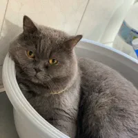 واگذاری گربه|گربه|نیشابور, دارایی|دیوار