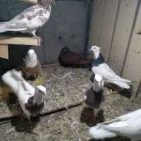 چندعددطوقی با یه ماده سرخ خونی|پرنده|شیروان (لرستان), |دیوار