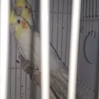 عروس هلندی لوتینو