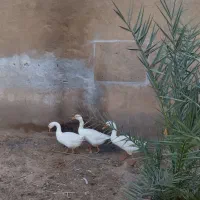 غوغازسفید