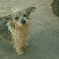 سگ کرن تریر