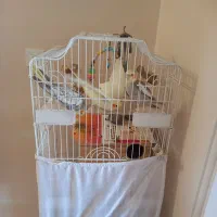 عروس هلندی|پرنده|تهران, سازمان آب|دیوار